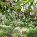 금평 농장 이미지