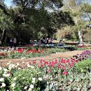 Descanso Gardens : An Urban Oasis (1) 이미지