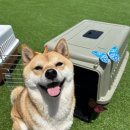 놀러오개 애견유치원 애견호텔 운정신도시점 이미지