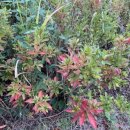 고덕초등학교 건너편 이미지