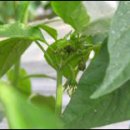 경북농업기술원 영양고추시험장 이미지