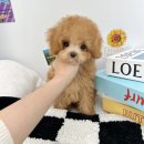 요기독 강아지분양 고양이분양 수원본점 이미지