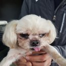 신서로 노트펫
