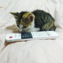 동글동글 이미지