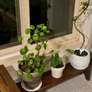 스테이온빈 이미지