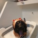 배츄네펫살롱 이미지