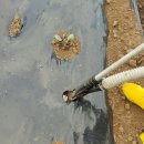 제주각시 이미지