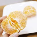 주식회사 한영정보통신 | 제주 레드향 부가네농장 꿀맛이네