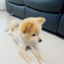 몽글몽글 펫 이미지