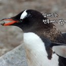 뜨거운 펭귄