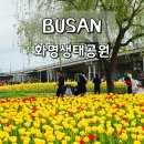 화명생태공원(화명운동장 내) | 부산 꽃구경 화명생태공원 튤립 주차장 위치 4월 봄꽃 명소