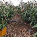 진두루농장 이미지