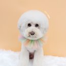 베스띠몽 이미지