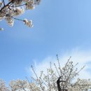 영천 우로지 자연숲,영천댐 벗꽃투어~ 이미지