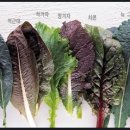경기야채