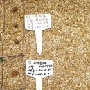 새로운 동백꽃 작출을 위한 씨앗파종 그리고 감나무 접묘목 확보를 위해 파종 이미지