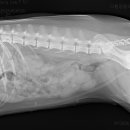 이태원동물병원 이미지