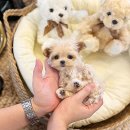 달펫샵 | 부평강아지분양 블리독 안전한 펫샵