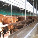 진도축산 이미지