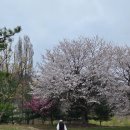 (주)굿샷 | 리베라cc -벚꽃이 아름다운 골프장, 벛꽃라운드후기