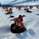 수현농장 이미지