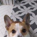 더본 동물병원 이미지