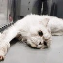 연두동물병원 이미지