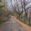죽림삼거리 | 계족산 벚꽃길