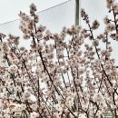 운동화 빠는 날 이미지