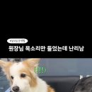 강아지들 동병 가면 덜덜 떠는거 안쓰러운데 귀엽다 이미지