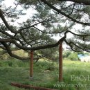 익산신작리곰솔 - 1317 | 익산신작리곰솔