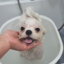 도그지음 | 오송 애견미용 - 도그지음