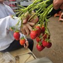 남양주 팔당 유기농 딸기나라 딸기따기체험 후기 🍓