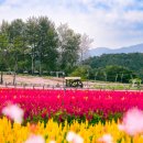 10월 16일 한탄강 비경 따라 가을 트레킹 - 철원 고석정 꽃축제, 생태경관단지 Y자 출렁다리, 산정호수 둘레길(출발) 이미지