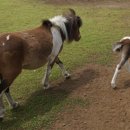 영희목장 이미지