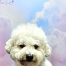 예쁘개 반려견미용샵 이미지