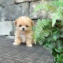 꽃강아지 이미지