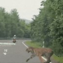 백두산 범 이미지