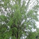 은행나무 열매 주렁주렁, 800살 전나무 부부 이미지