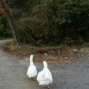 말무리농장 이미지