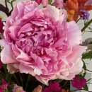 핑크파르페 이미지