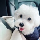 코롱코롱 이미지