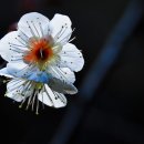 퇴계선생시 이미지