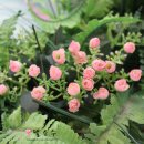 뜨라네펜션1 이미지