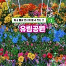 2445 | 유림공원 유성봄꽃전시회 방문 후기 주차 포토존 정리