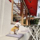 용산-327 | 용산역 카페 애견동반 가능한 카페슈스