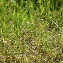 애기분홍낮달맞이꽃 Oenothera laciniata Hill 이미지