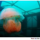 원장목장 이미지