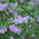 수수꽃다리 이미지