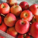 일산봉농장 이미지